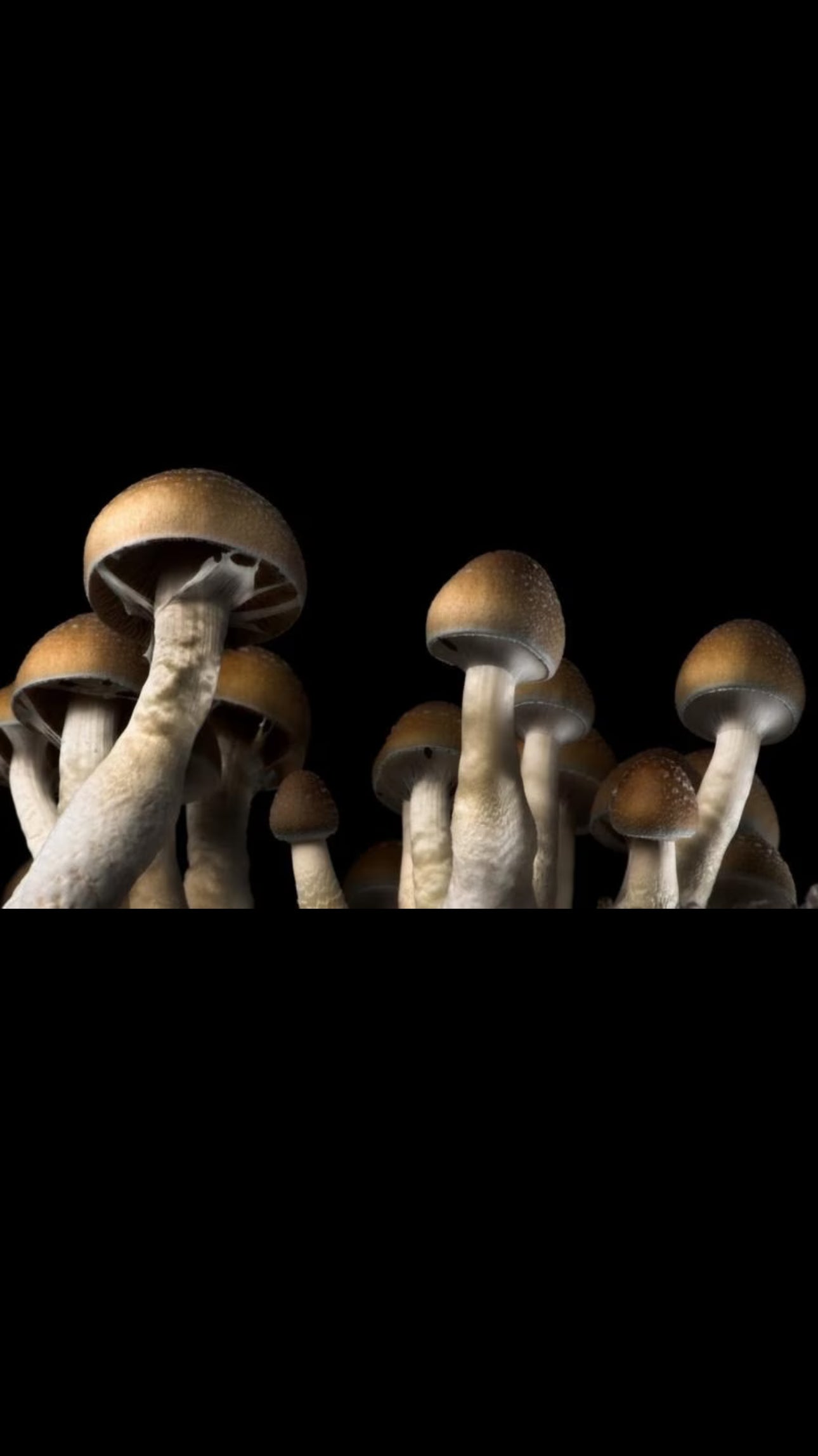 Magic Mushrooms